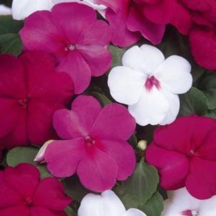Impatiens - Impatiens walleriana 'Dazzler® Merlot Mixture' Impatiens - Impatiens walleriana 'Dazzler® Merlot Mixture'