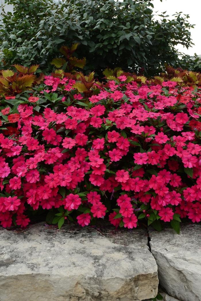 Impatiens - Impatiens Big Bounce™ Cherry Impatiens - Impatiens Big Bounce™ Cherry