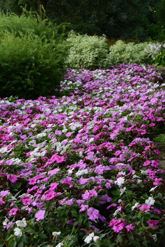 Impatiens - Impatiens Big Bounce™ Lavender Impatiens - Impatiens Big Bounce™ Lavender