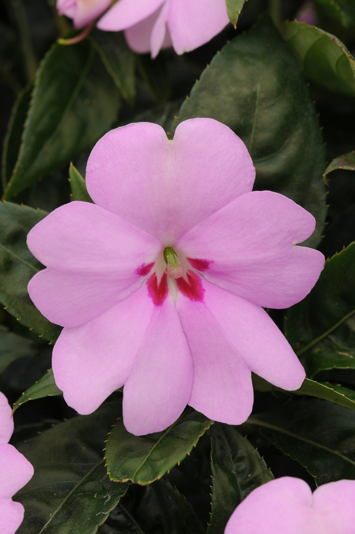 Impatiens - Impatiens Big Bounce™ Lilac Impatiens - Impatiens Big Bounce™ Lilac
