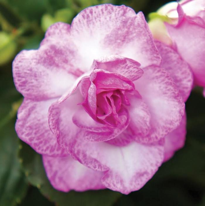 Impatiens, Double - Impatiens walleriana 'Fiesta Bonita™ Stardust Lavender' Impatiens, Double - Impatiens walleriana 'Fiesta Bonita™ Stardust Lavender'