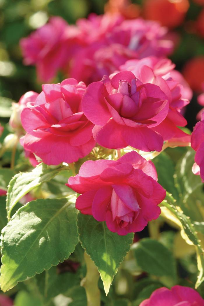 Impatiens, Double - Impatiens walleriana 'Fiesta™ Purple ' Impatiens, Double - Impatiens walleriana 'Fiesta™ Purple '