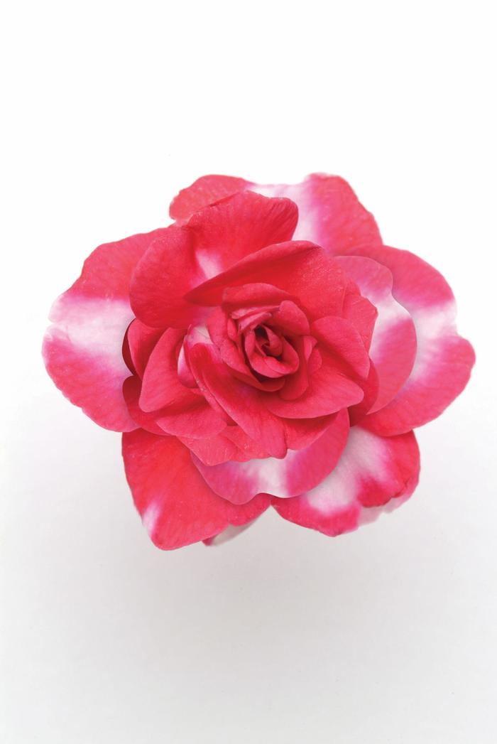 Impatiens, Double - Impatiens walleriana 'Fiesta™ Sparkler Cherry' Impatiens, Double - Impatiens walleriana 'Fiesta™ Sparkler Cherry'
