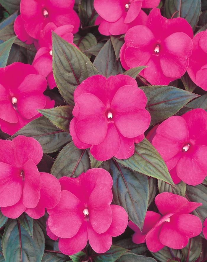 New Guinea Impatiens - Impatiens hawkeri 'Infinity® Dark Pink' New Guinea Impatiens - Impatiens hawkeri 'Infinity® Dark Pink'