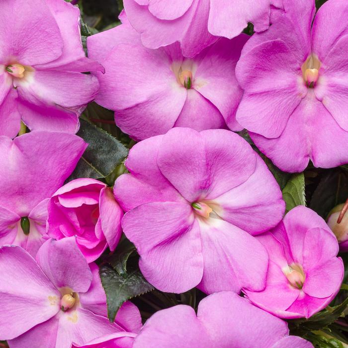 New Guinea Impatiens - Impatiens hawkeri 'Infinity® Lavender' New Guinea Impatiens - Impatiens hawkeri 'Infinity® Lavender'
