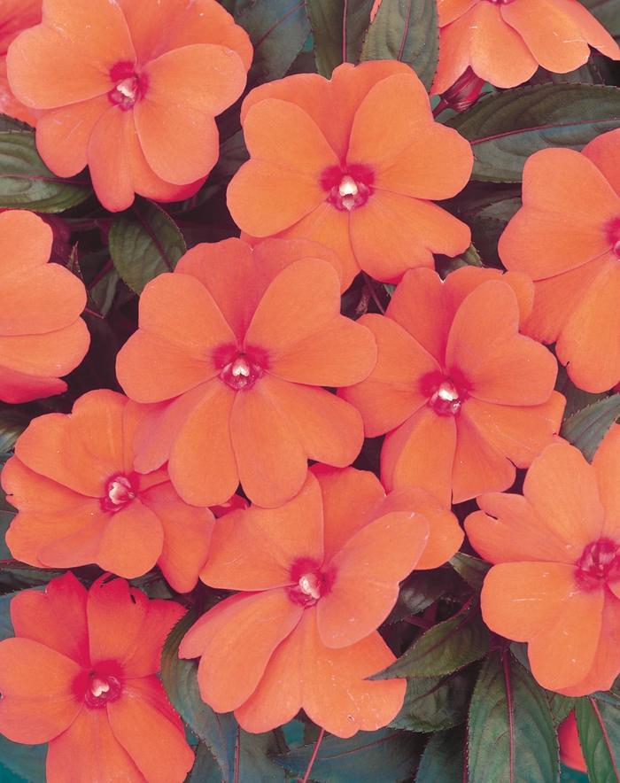 New Guinea Impatiens - Impatiens hawkeri 'Infinity® Orange' New Guinea Impatiens - Impatiens hawkeri 'Infinity® Orange'