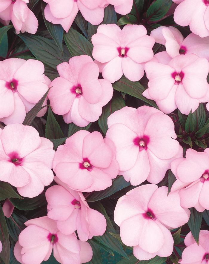New Guinea Impatiens - Impatiens hawkeri 'Infinity® Pink' New Guinea Impatiens - Impatiens hawkeri 'Infinity® Pink'