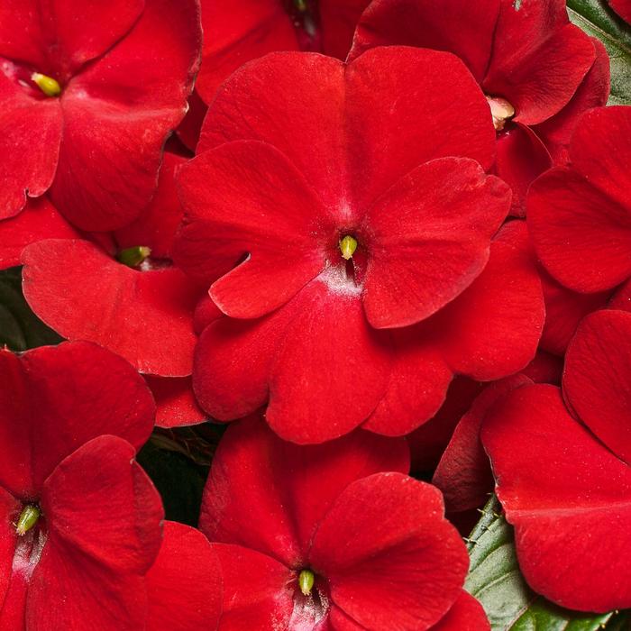 New Guinea Impatiens - Impatiens hawkeri 'Infinity® Red' New Guinea Impatiens - Impatiens hawkeri 'Infinity® Red'