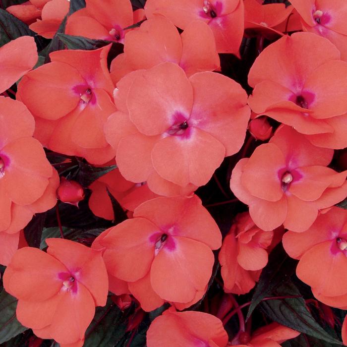 New Guinea Impatiens - Impatiens hawkeri 'Infinity® Salmon' New Guinea Impatiens - Impatiens hawkeri 'Infinity® Salmon'