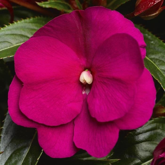 New Guinea Impatiens - Impatiens hawkeri 'Sonic® Deep Purple' New Guinea Impatiens - Impatiens hawkeri 'Sonic® Deep Purple'