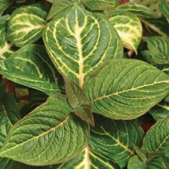 Iresine - Iresine herbstii 'Blazin’ Lime' Iresine - Iresine herbstii 'Blazin’ Lime'