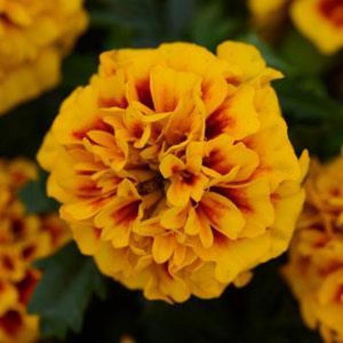 French Marigold - Tagetes patula 'Hot Pak™ Fire ' French Marigold - Tagetes patula 'Hot Pak™ Fire '
