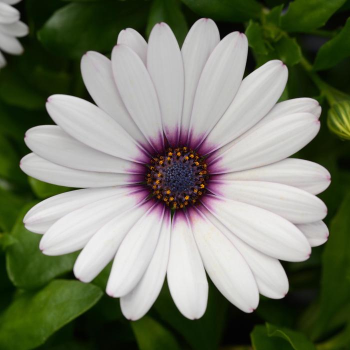 Osteospermum - Osteospermum ecklonis 'Daisy Falls™ White' Osteospermum - Osteospermum ecklonis 'Daisy Falls™ White'