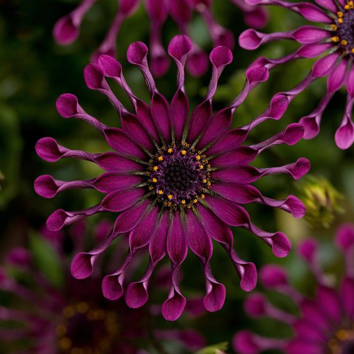 Osteospermum - Osteospermum ecklonis 'FlowerPower™ Spider Purple '