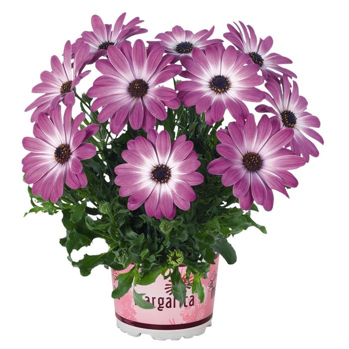 Osteospermum - Osteospermum ecklonis 'Margarita Pink Flare' Osteospermum - Osteospermum ecklonis 'Margarita Pink Flare'