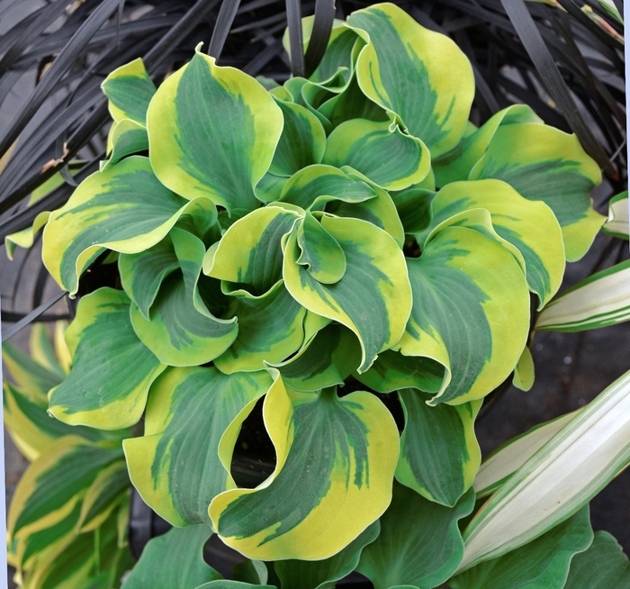 Plantain Lily - Hosta 'School Mouse' 