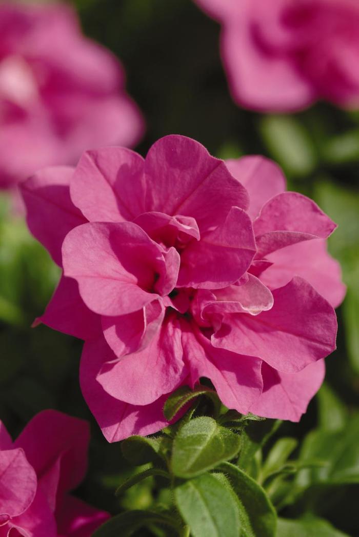 Petunia - Petunia x hybrida 'Double Wave® Rose' Petunia - Petunia x hybrida 'Double Wave® Rose'