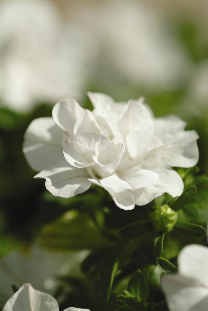 Petunia - Petunia x hybrida 'Double Wave® White'