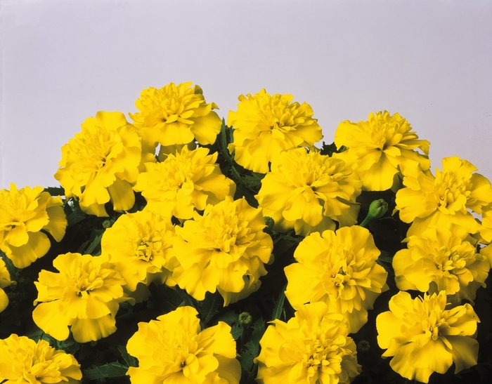 Marigold - Tagetes patula 'Bonanza Yellow'