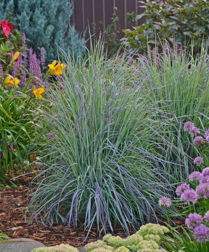 Twilight Zone Little Bluestem - Schizachyrium scoparium 'Twilight Zone' Twilight Zone Little Bluestem - Schizachyrium scoparium 'Twilight Zone'