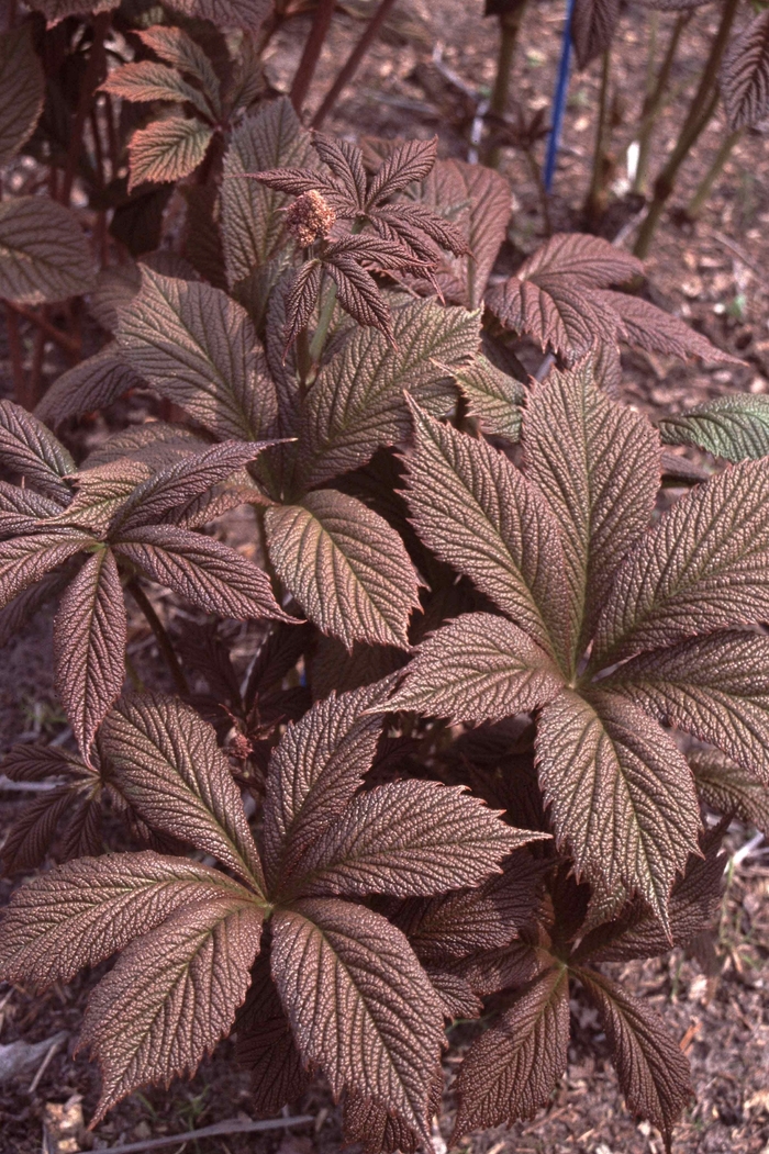 Featherleaf Rodgersia - Rodgersia pinnata 'Chocolate Wing' Featherleaf Rodgersia - Rodgersia pinnata 'Chocolate Wing'