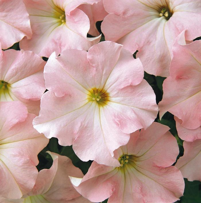 Petunia - Petunia x hybrida 'Dreams™ Appleblossom' Petunia - Petunia x hybrida 'Dreams™ Appleblossom'