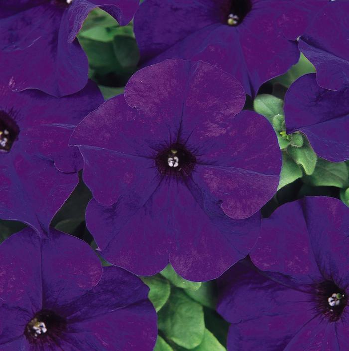 Petunia - Petunia x hybrida 'Dreams™ Midnight' Petunia - Petunia x hybrida 'Dreams™ Midnight'