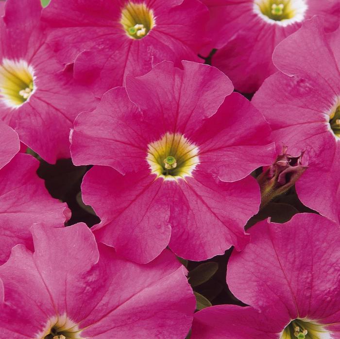 Petunia - Petunia x hybrida 'Dreams™ Pink' Petunia - Petunia x hybrida 'Dreams™ Pink'