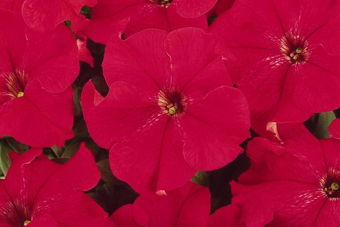 Petunia - Petunia x hybrida 'Dreams™ Red' Petunia - Petunia x hybrida 'Dreams™ Red'