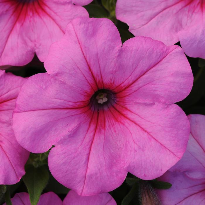 Petunia - Petunia x hybrida 'Easy Wave® Pink Passion' Petunia - Petunia x hybrida 'Easy Wave® Pink Passion'