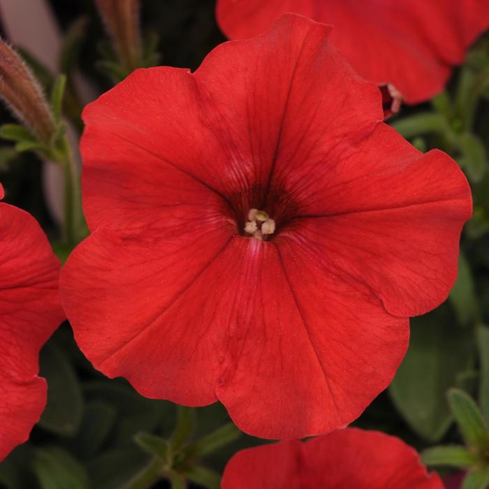 Petunia - Petunia x hybrida 'Easy Wave® Red' Petunia - Petunia x hybrida 'Easy Wave® Red'