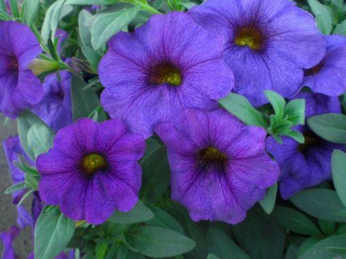Petunia (Petchoa) - Petunia SuperCal® 'Blue'
