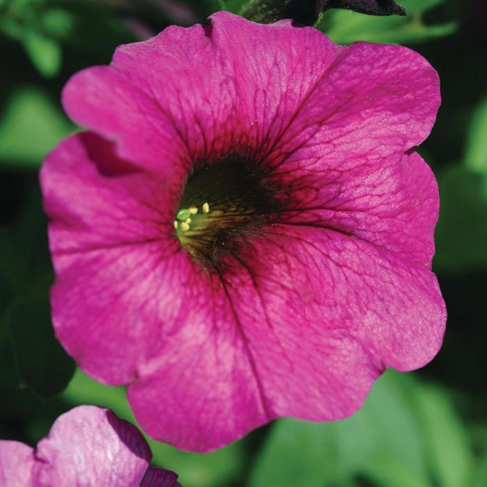 Petunia - Petchoa 'SuperCal® Purple' Petunia - Petchoa 'SuperCal® Purple'