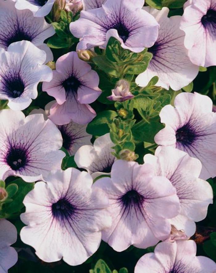 Petunia - Petunia 'Supertunia® Trailing Blue Veined' Petunia - Petunia 'Supertunia® Trailing Blue Veined'