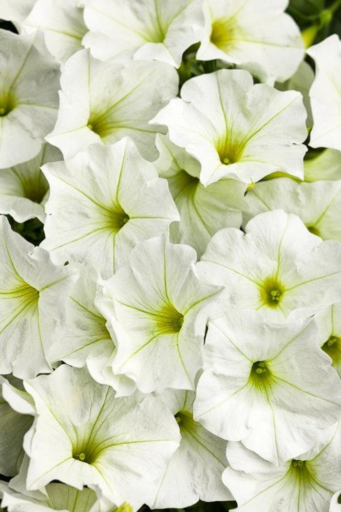 Petunia - Petunia 'Supertunia® White '