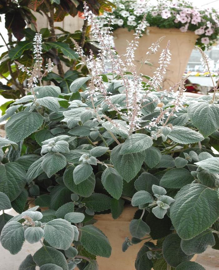 Plectranthus - Plectranthus argentatus 'Silver Shield' Plectranthus - Plectranthus argentatus 'Silver Shield'