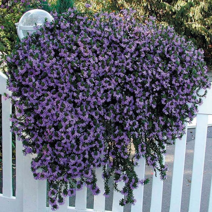 Fan Flower - Scaevola aemula 'Brilliant' Fan Flower - Scaevola aemula 'Brilliant'