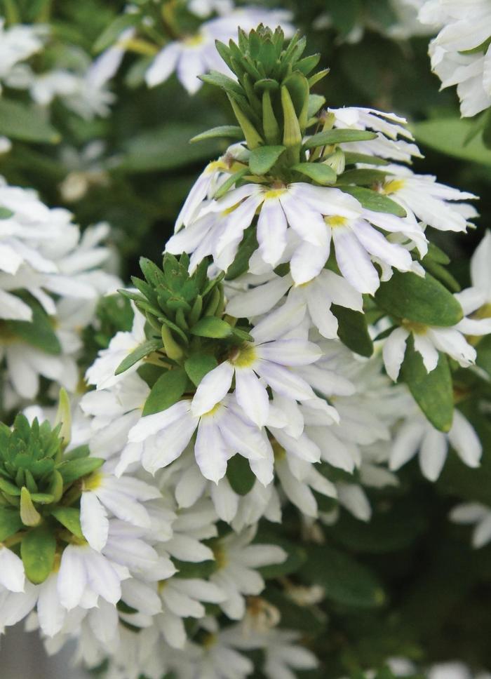Fan Flower - Scaevola aemula 'Fairy™ White' Fan Flower - Scaevola aemula 'Fairy™ White'