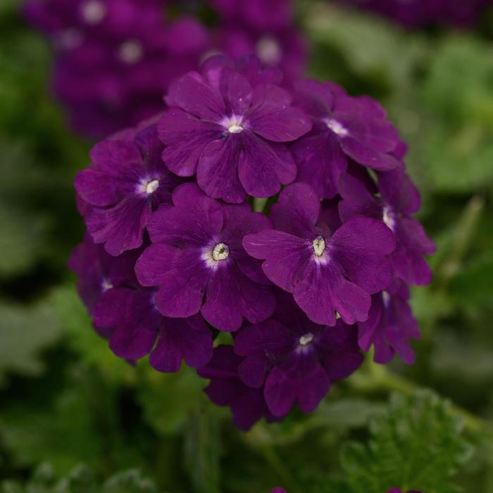 Verbena - Verbena peruviana 'Firehouse™ Purple' Verbena - Verbena peruviana 'Firehouse™ Purple'