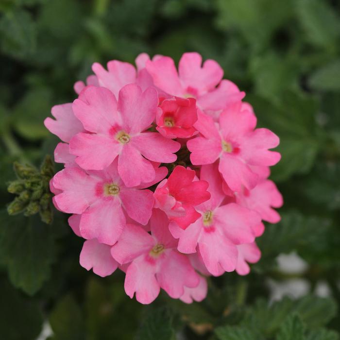 Verbena - Verbena 'Lascar™ Pink'