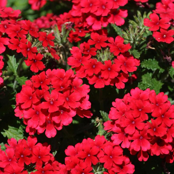 Verbena 'Lascar™ Dark Red' | Verbena | Ebert's Greenhouse