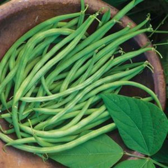 Bean - Phaseolus vulgaris 'Beananza'