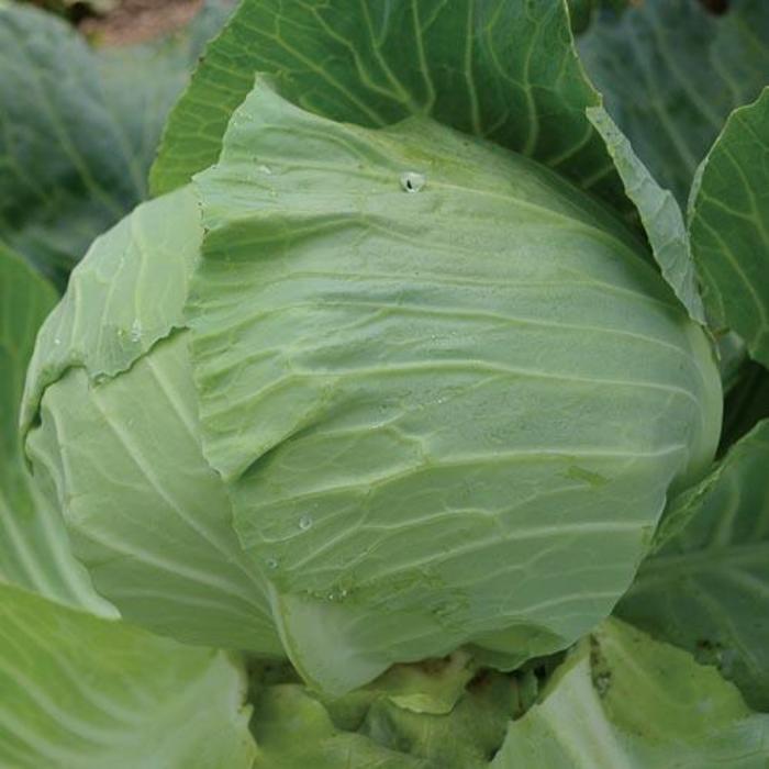 Cabbage - Brassica Oleracea 'Premium Late Flat Dutch '