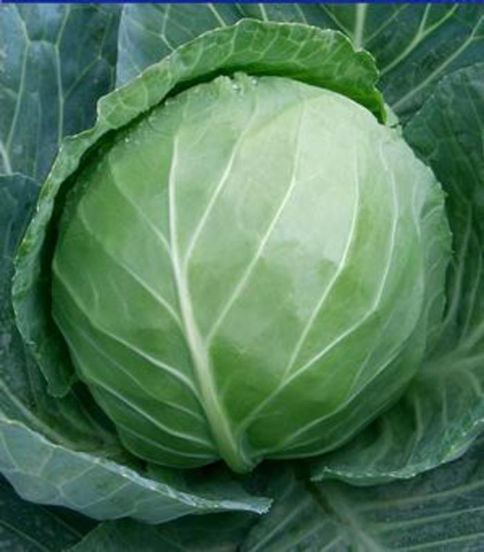Cabbage - Brassica oleracea var. capitata 'Early White'