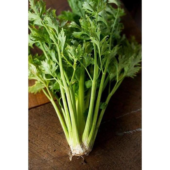 Celery - Apium graveolens 'Golden Self-Blanching'