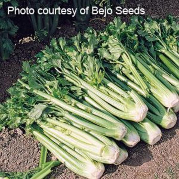 Celery - Apium graveolens 'Tango'