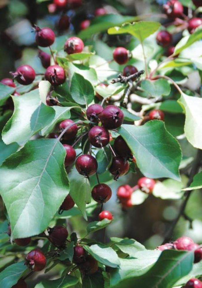 Cherry, Bush - Prunus cerasus 'Romeo™'