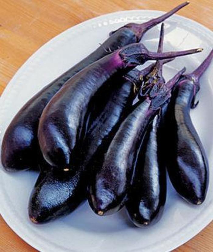 Eggplant - Solanum melongena 'Millionaire'
