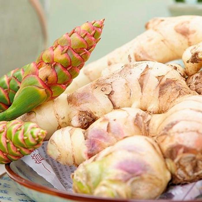 Zingiber Officinale Ginger Plant Tropical Plants In Our