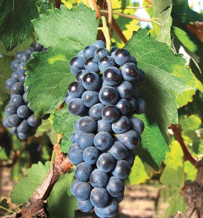 Grape - Vitis labrusca 'Blue Concord Seedless'